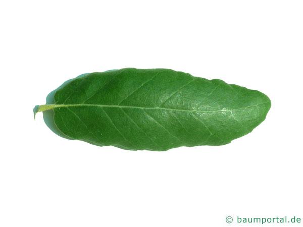 Kork-Eiche (Quercus suber) Blatt