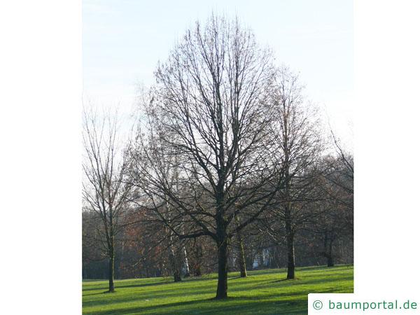 Krim-Linde (Tilia x euchlora) Baum im Winter