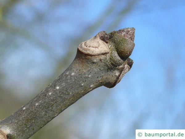 Kürbis-Esche (Fraxinus profunda) Endknospe