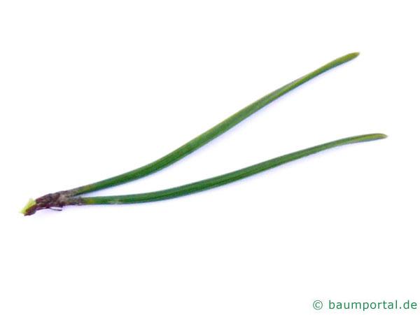 Latschenkiefer (Pinus mugo) Nadel