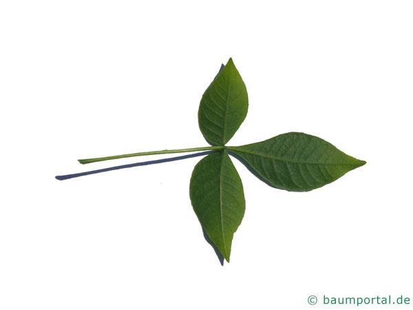 Lederstrauch (Ptelea trifoliata) Blatt Unterseite