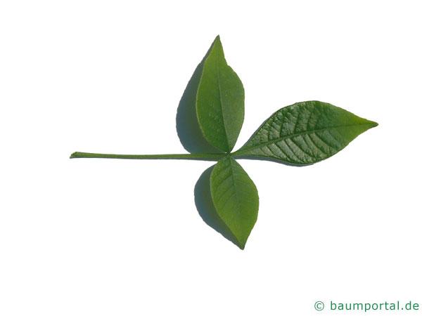 Lederstrauch (Ptelea trifoliata) Blatt