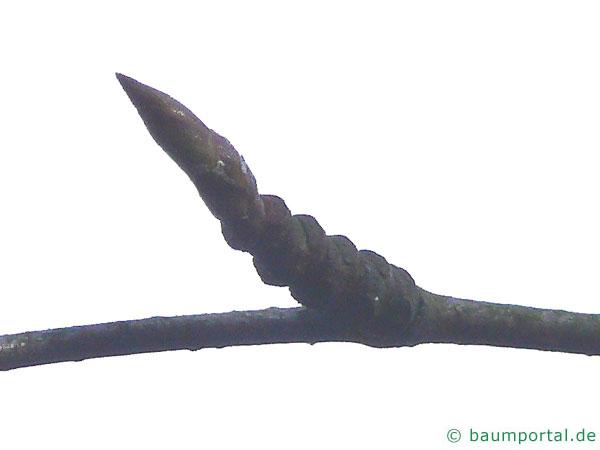 lindenblättrige Birke (Betula maximowicziana) Seitenknospe