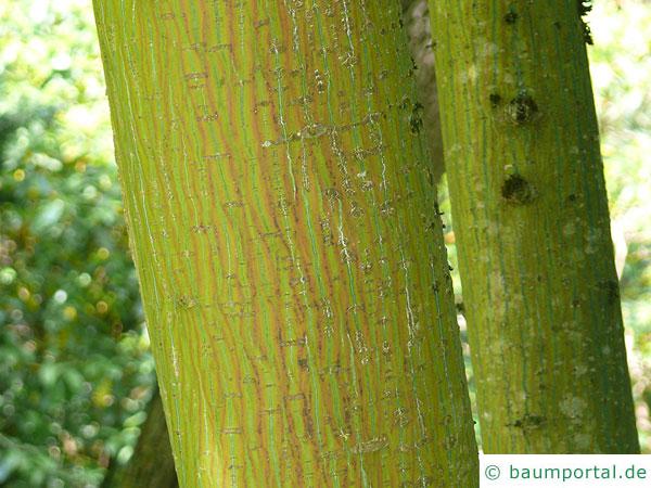 lockerblütiger-ahorn (Acer pectinatum) Stamm / Rinde / Borke