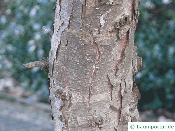 Mädchen-Kiefer (Pinus parviflora) Stamm