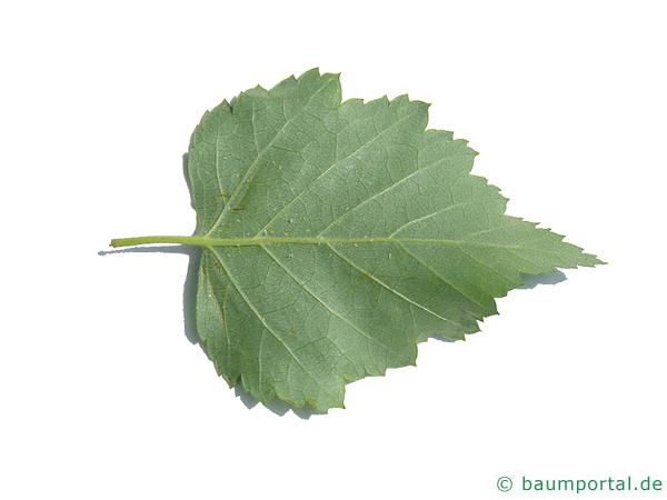 Moor-Birke (Betula pubescens) Blattrücksite
