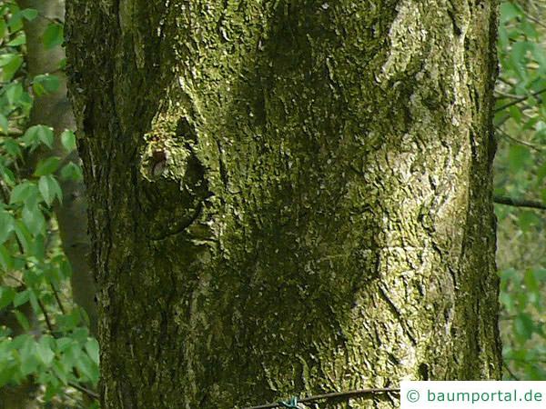 Ohio Kastanie (Aesculus glabra) Stamm / Borke / Rinde