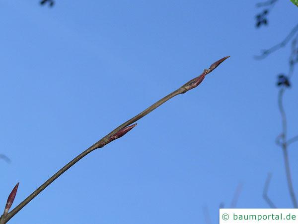 Rot-Erle (Alnus rubra) Knospen