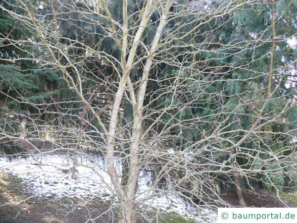 Oregon Weißdorn (Crataegus douglasii) Krone im Winter