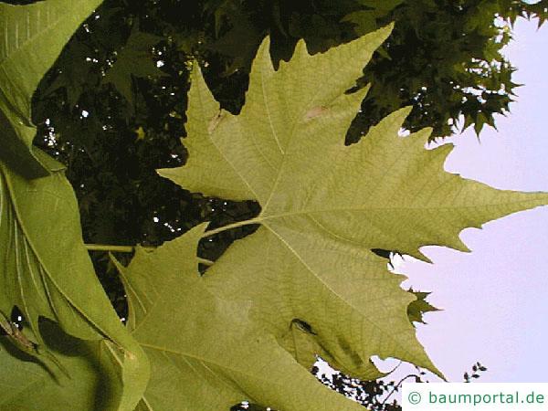 orientalische Platane (Platanus orientalis) Blätter