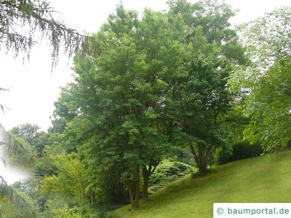 Osagedorn (Maclura pomifera) Baum