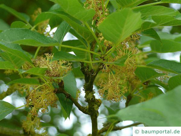 Osagedorn (Maclura pomifera) Blüte