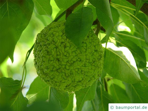 Osagedorn (Maclura pomifera) Frucht