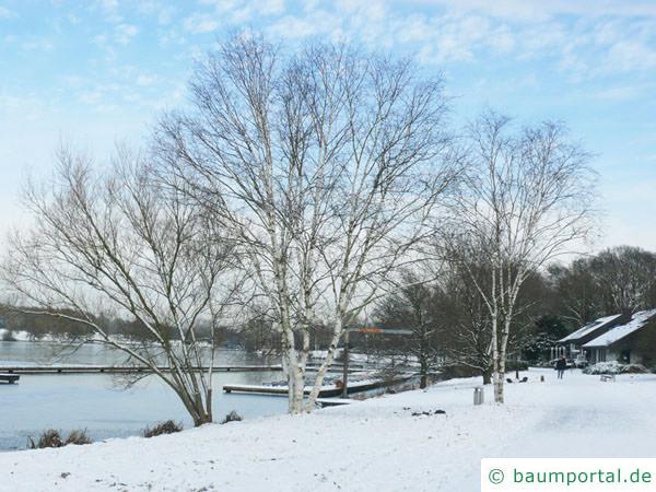 Papier-Birke (Betula papyrifera) Baum im Winter