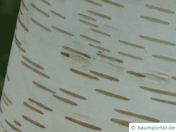 Papier-Birke (Betula papyrifera) Rinde