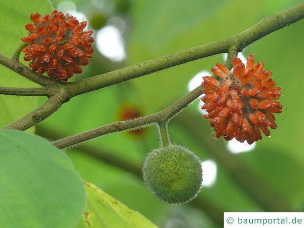 Papier-Maulbeere (Broussonetia papyrifera) reife und unreife Früchte