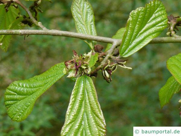 persisches Eisenholz (Parrotia persica) Blattaustrieb