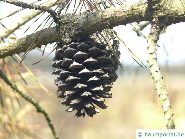 Pech-Kiefer (Pinus rigida) kurzgestielter Zapfen