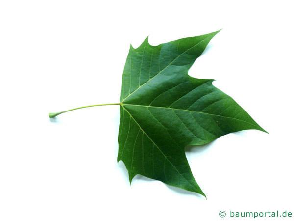 Platane (Platanus acerifolia) Blatt