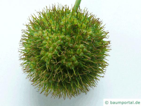 Platane (Platanus acerifolia) Frucht-zoom