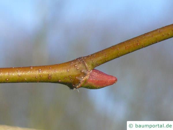 Platane (Platanus acerifolia) Seitenknospe
