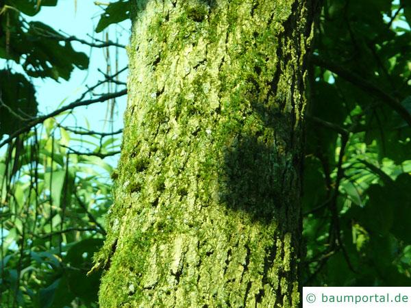 prächtiger Trompetenbaum (Catalpa speciosa) Stamm / Rinde / Borke