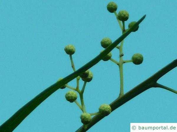 Quorn Akazie (Acaia quornensis) Blüte jung