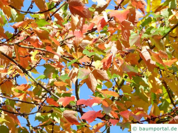 Rot-Ahorn (Acer rubrum) Herbstlaub