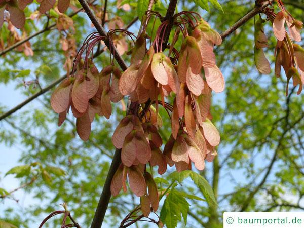 Rot-Ahorn (Acer rubrum) Spaltfrüchte geflügelte Nüsschen