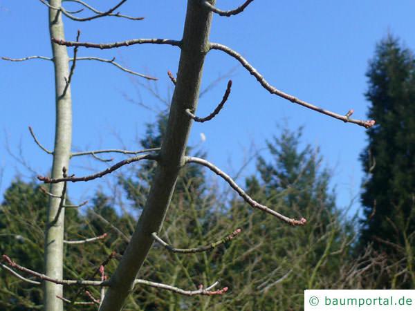 Rot-Ahorn (Acer rubrum) Ast 