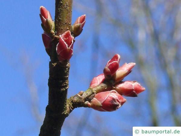 Rot-Ahorn (Acer rubrum) Blütenknospen im Frühjahr