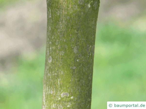 rotblättrigen Ahorn (Acer platanoides 'Faassen's Black') Stamm