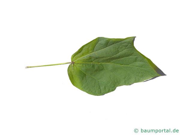 rotblättriger Catalpa (Catalpa erubescens 'Purpurea') Blatt