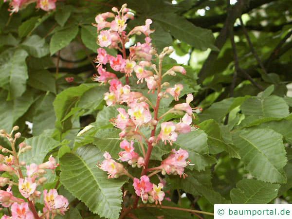 rotblühende Kastanie (Aesculus carnea) Blüten