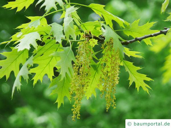 Roteiche (Quercus rubra) Blüte