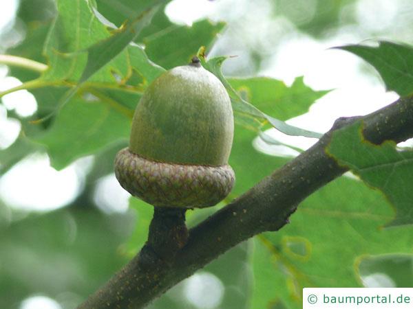 Roteiche (Quercus rubra) Eichel im Sommer