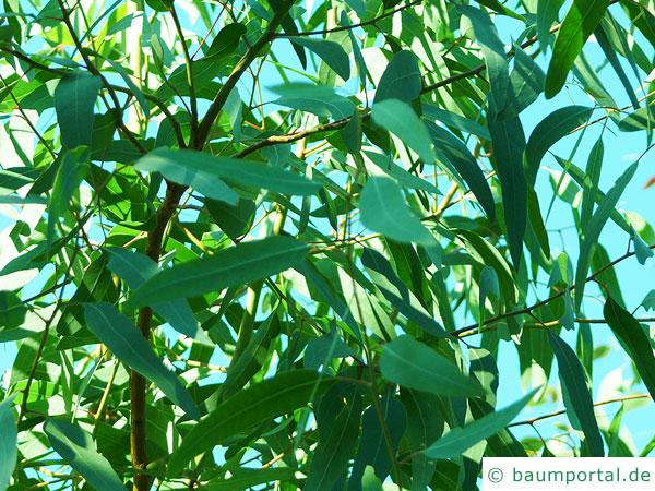 roter Eukalyptus (Eucalyptus camaldulensis) Blätter