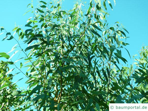 roter Eukalyptus (Eucalyptus camaldulensis) Krone eines jungen Baumes