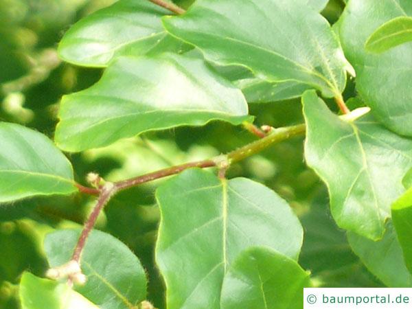 rundblättrige Buche (Fagus sylvatica 'Rotundifolia') Blattstellung