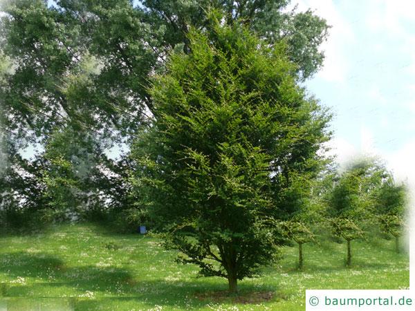 rundblättrige Buche (Fagus sylvatica 'Rotundifolia') Baum im Sommer