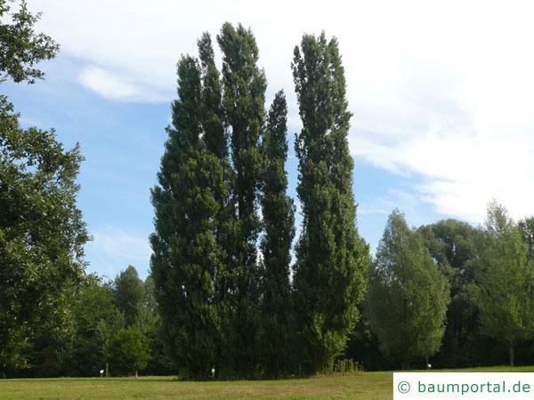 italienische Säulenpappel (Populus nigra 'Italica') Baumgruppe