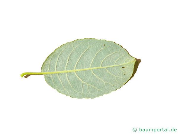 Sal-Weide (Salix caprea) Blattunterseite