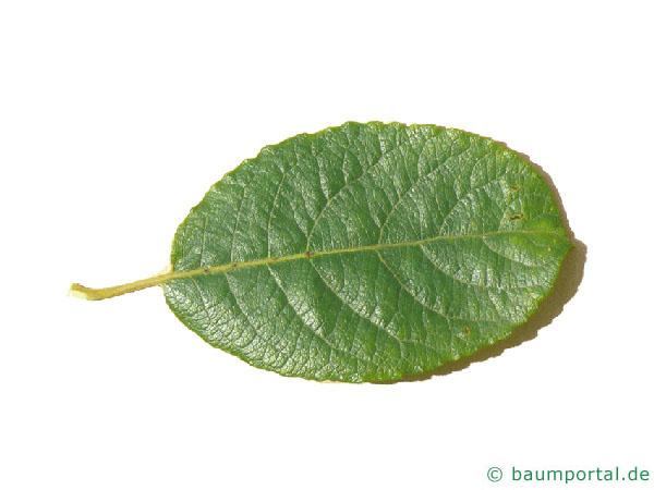 Sal-Weide (Salix caprea) Blatt