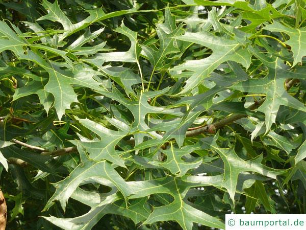 Scharlach-Eiche (Quercus coccinea) Blätter