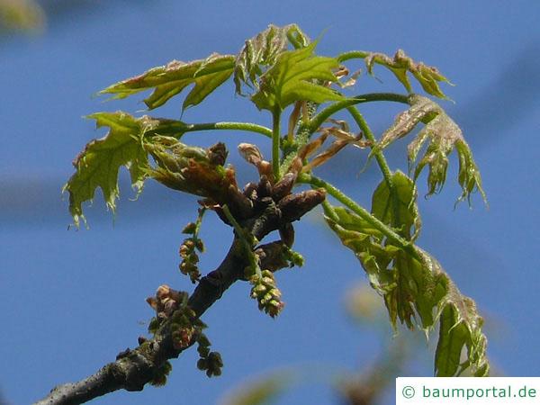 Scharlach-Eiche (Quercus coccinea) Blüte