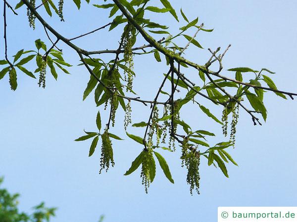 Schindel-Eiche (Quercus imbricaria) Blüten