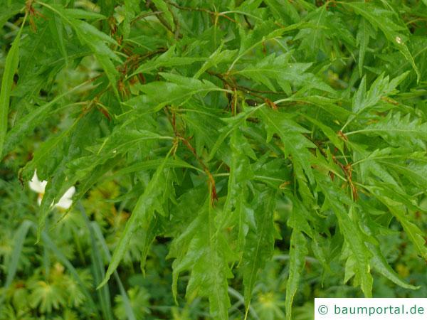 Geschlitztblättrige Buche (Fagus sylvatica 'Laciniata') Blätter im Sommer
