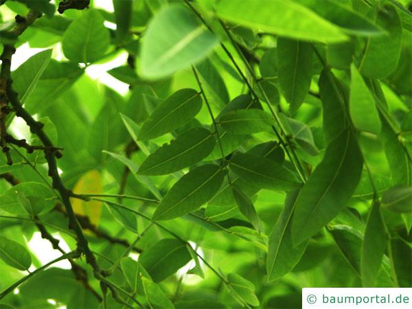 Schnurbaum (Styphnolobium japonicum) Blätter