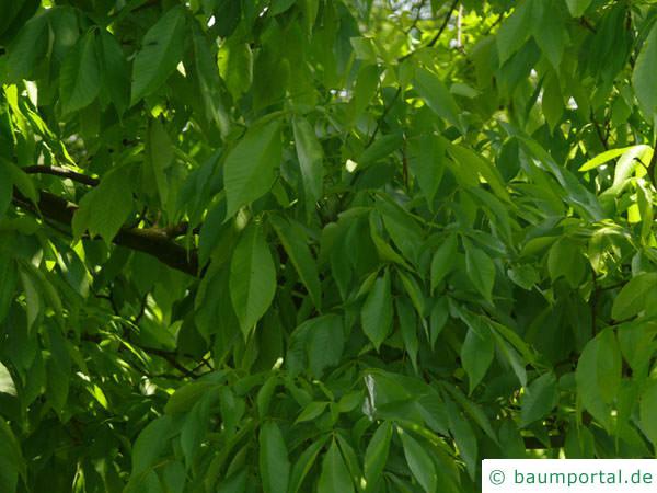 schuppenrinden Hickorynuss (Carya ovata) Blätter