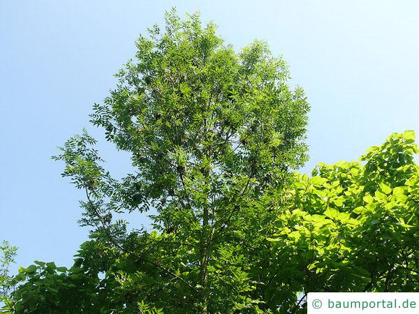 Schwarz-Esche (Fraxinus nigra) Baum